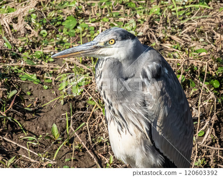 Gray heron 120603392