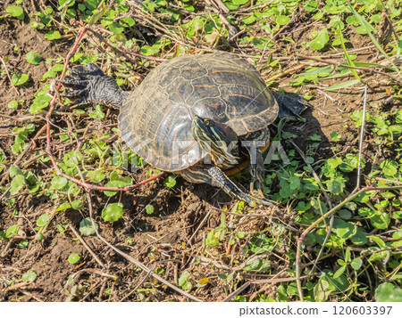 紅耳龜在灌溉渠道岸邊曬乾外殼 120603397