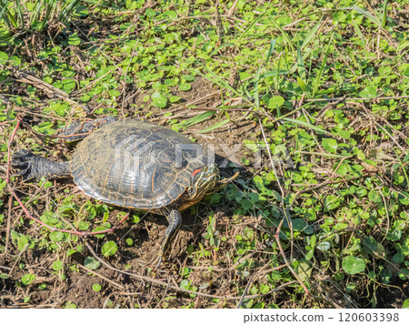 A red-eared slider turtle sunning itself on the bank of an irrigation canal 120603398