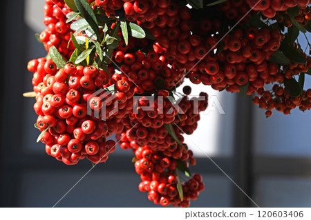 Pyracantha fruit Pyracantha fruit 120603406