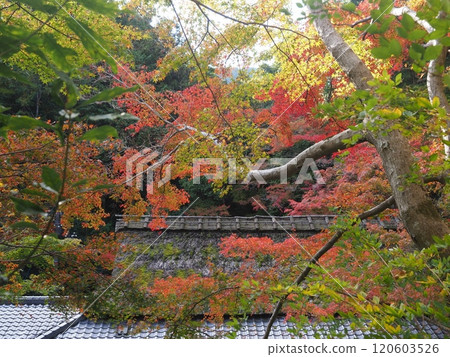 Sagano Hiranoya autumn leaves scenery Sagano Hiranoya autumn leaves scenery 120603526