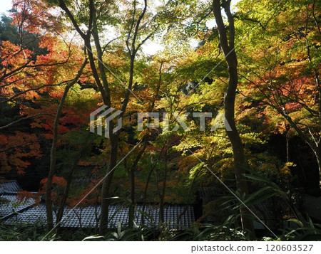 Sagano Hiranoya autumn leaves scenery Sagano Hiranoya autumn leaves scenery 120603527