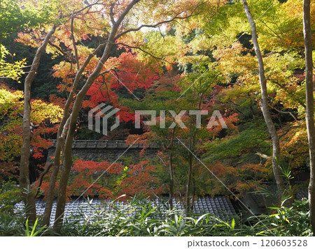 Sagano Hiranoya autumn leaves scenery 120603528