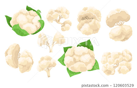 Cauliflower cabbage icon set. Vegetable illustration for farm market or restaurant menu. Healthy, organic food design. Fresh vegetarian meal isolated on white background. Vector cartoon illustration 120603529