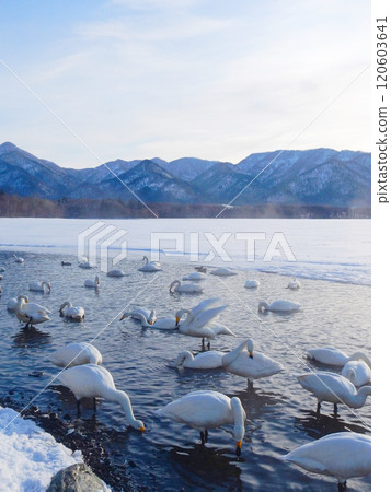 北海道弟子屈湖的大天鵝 8 120603641