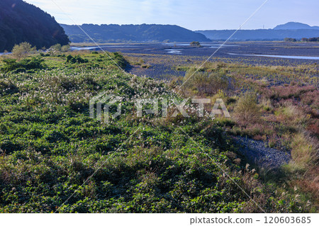 在靜岡縣島田市橫跨大井川的世界最長木橋蓬萊橋上,薄野的草和大井的水流捕捉著河床上的夕陽。 在靜岡縣島田市橫跨大井川的世界最長木橋蓬萊橋上,薄野的草和大井的水流捕捉著河床上的夕陽。 120603685