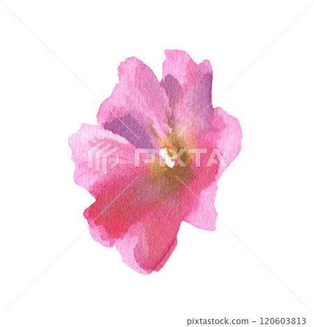 Watercolor drawing mallow flower, Malva sylvestris, hand drawn floral illustration isolated on a white background 120603813