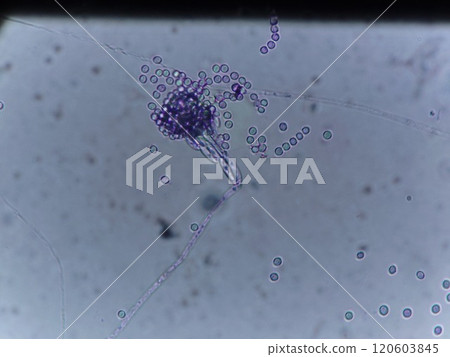 青黴菌屬的分生孢子 青黴菌屬的分生孢子 120603845