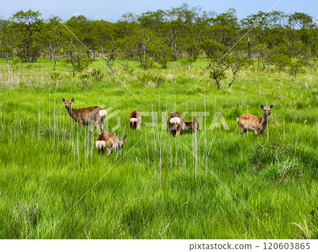 Wild Animals of the Kushiro Wetlands 120603865