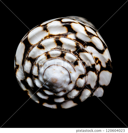 Close-Up of Conus Marmoreus Shell 120604023
