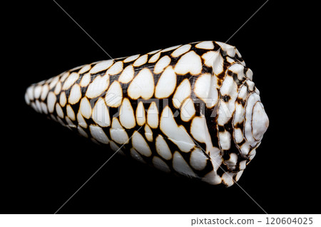 Close-Up of Conus Marmoreus Shell 120604025