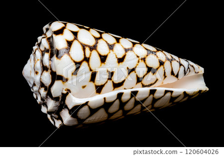 Close-Up of Conus Marmoreus Shell 120604026