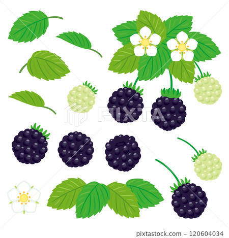 黑莓套裝 黑莓套裝 120604034