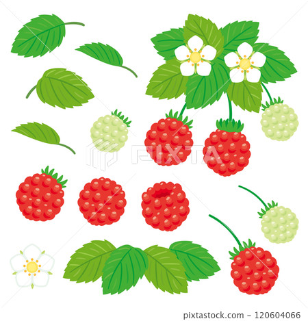 Raspberry set 120604066