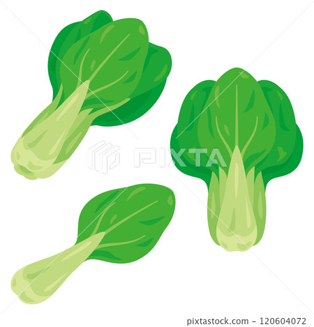 Bok choy set 120604072