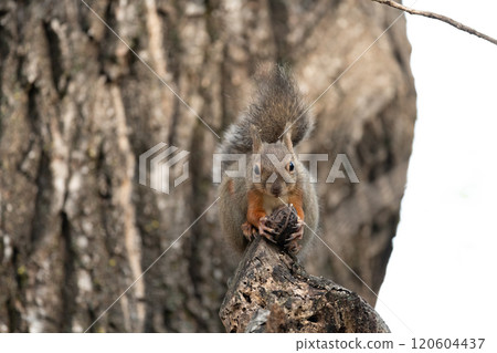 A Japanese squirrel eating nuts on a tree A Japanese squirrel eating nuts on a tree 120604437
