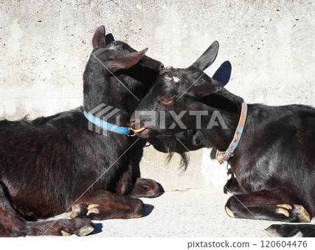 黑山羊|板橋兒童動物園 黑山羊|板橋兒童動物園 120604476