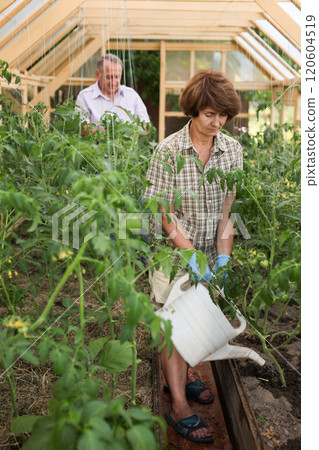 Female pensioner watering tomatoes from a watering can in a greenhouse 120604519