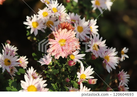Pink spray giku flowers blooming in the autumn garden 120604693