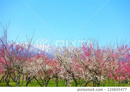 Plum blossoms in full bloom, plum grove, Mogami River, Nagai City Plum blossoms in full bloom, plum grove, Mogami River, Nagai City 120605477