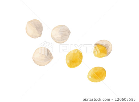 Vector illustration of ginkgo tree drawn by watercolor 120605583