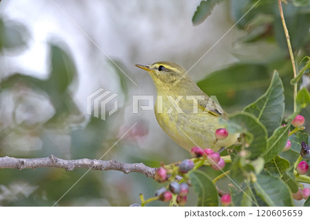 Willow Warbler (Phylloscopus trochilus), Greece 120605659