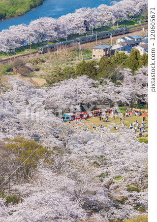 市陸千本櫻和東北幹線 市陸千本櫻和東北幹線 120605671