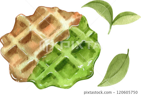 Green Tea waffle, Hand Drawn Illustration Watercolor paintin 120605750