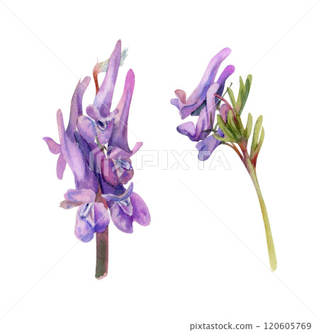 Spring flower, purple Corydalis pea vetch orchid Matthiola, forest and field, watercolor botanical illustration, hand drawn, isolated. Single element for wedding bouquet, florist shop, stationery. 120605769