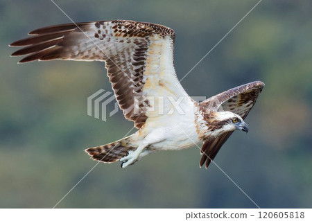 Osprey flying right in front of me Osprey flying right in front of me 120605818