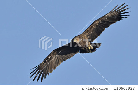Greater Spotted Eagle (Clanga clanga), Crete Greater Spotted Eagle (Clanga clanga), Crete 120605928