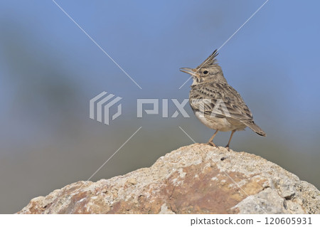 Crested Lark (Galerida cristata), Crete 120605931