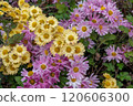 Pink and yellow chrysanthemums in bloom 120606300