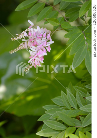 丹羽富士 丹羽富士 120606526