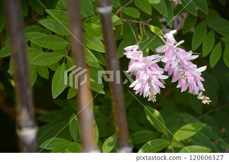 丹羽富士 120606527