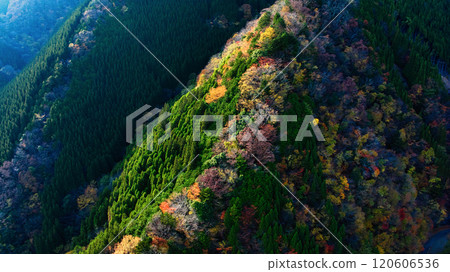 A drone captures the spectacular autumn foliage in Namego Valley (Kamikitayama Village, Nara Prefecture) from a direction that cannot be reached with a camera. A drone captures the spectacular autumn foliage in Namego Valley (Kamikitayama Village, Nara Prefecture) from a direction that cannot be reached with a camera. 120606536