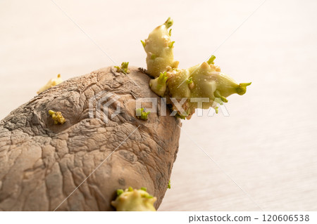 發芽 馬鈴薯 芽 萌芽 土豆 Sprouted potatoes ジャガイモ 芽生え 發芽 馬鈴薯 芽 萌芽 土豆 Sprouted potatoes ジャガイモ 芽生え 120606538