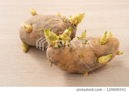 sprout potato bud sprout potato Sprouted potatoes ジャガイモ sprout 120606541