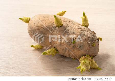 sprout potato bud sprout potato Sprouted potatoes ジャガイモ sprout sprout potato bud sprout potato Sprouted potatoes ジャガイモ sprout 120606542
