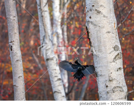 Kumagera Kumagera 120606599