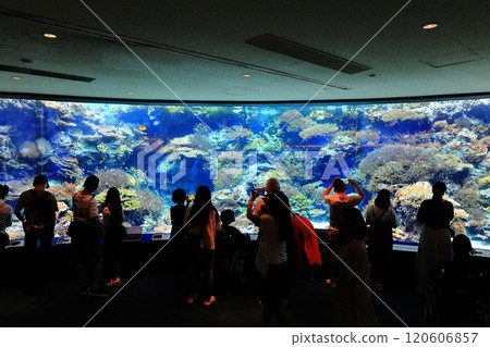 [Okinawa Prefecture] The coral sea at Okinawa Churaumi Aquarium 120606857