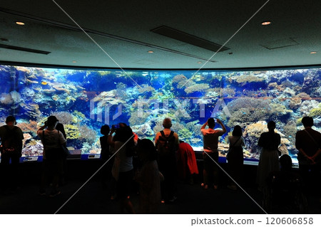 [沖繩縣] 沖繩美麗海水族的珊瑚海 120606858
