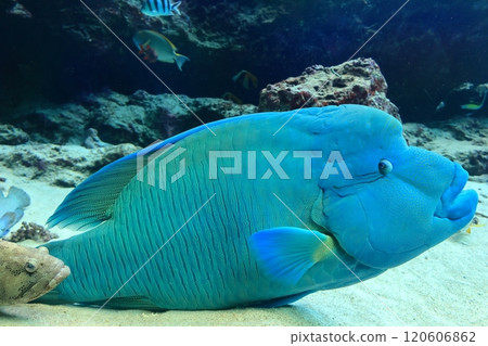 [Okinawa Prefecture] Humphead wrasse at Okinawa Churaumi Aquarium 120606862