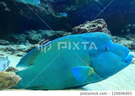 [Okinawa Prefecture] Humphead wrasse at Okinawa Churaumi Aquarium 120606863