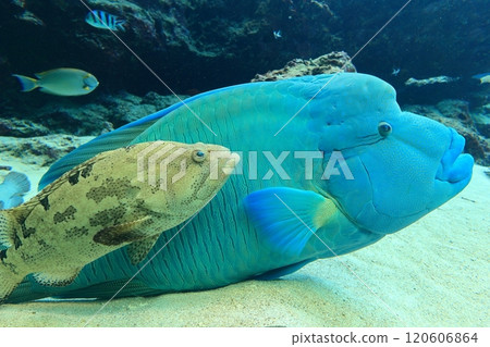 [沖繩縣] 沖繩美麗海水族的眼鏡摩奇諾魚 120606864