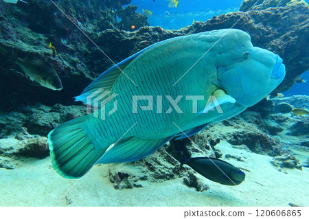 [Okinawa Prefecture] Humphead wrasse at Okinawa Churaumi Aquarium 120606865