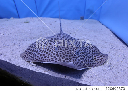 [Okinawa Prefecture] Leopard ray at Okinawa Churaumi Aquarium 120606870