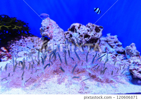[Okinawa Prefecture] Fish jellyfish at Okinawa Churaumi Aquarium 120606871