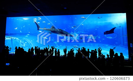 [沖繩縣] 沖繩美麗海水族館黑潮中的鯨鯊 120606873