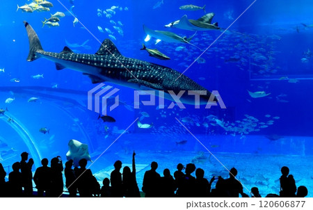 [Okinawa Prefecture] Whale sharks in the Kuroshio Sea at Okinawa Churaumi Aquarium 120606877